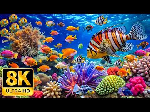 Ocean 8K ULTRA HD - Sea Animals for Relaxation & Calming Music