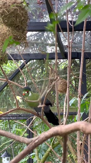Finches and Softbills | Birds | Weaver Bird Nest | Bird Aviary | Gouldian Finch | Turaco Bird