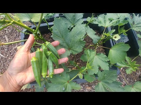 Growing Okra from seeds (with all updates)
