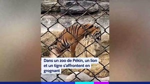 Chine – Ce chien sépare une bagarre entre un tigre et un lion