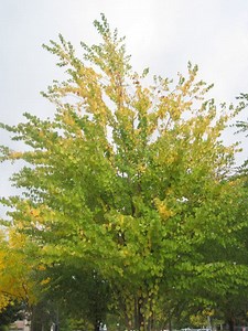 Cotton Candy in Fall Colors