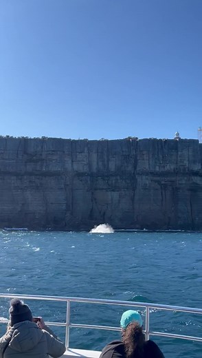 Join our Whale Cruise departing tomorrow 10:30am & 1pm | Jervis Bay Wild