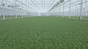 ‘World’s largest lettuce greenhouse’ opens in Temple, Texas
