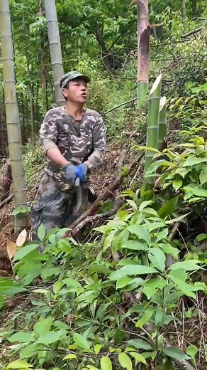 Cut A Lot Bamboo Shoot Long!😍 #Bamboo #farming #AmaZing #fyp #reels #asmr #reelsfb #reelsvideo #viral #fruit #bambooshoot #fypシ゚ #asmrsounds #wildlife #farmlife #cutting #cuttingskills #bushcraft #adsonreels #reels2023 #plants #food #skill #satisfying #diy #fresh #harvest | Movies News Daily