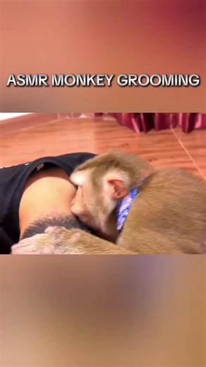 Vídeo de Monkeys Asmr (@monkeys.asmr5) relacionado a ASMR