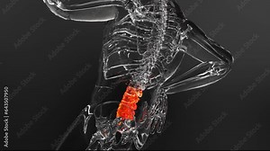 Man suffering Backbone pain, Human Skeleton Anatomy, spine injury, Spine Trauma or Arthritis, painful back, Spinal Cord Vertebral Column Lumbar, Vertebrae Pain, Medical figure, 3d render