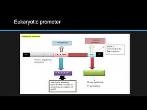 Promoters II what is a promoter II prokaryotic II eukaryotic promoters