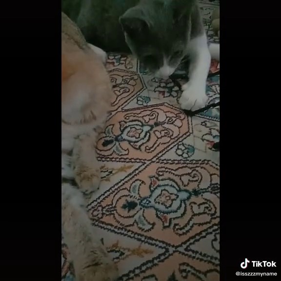 How to Play the Donkey Card Game for Family Fun