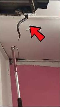 Top 3 Creepy Creatures Found Living In Homes!