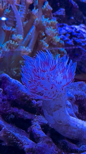 🪸New Corals🪸 . . #awesome #movement #relax #coral #color #reeftank #reefaquarium #fish #saltwateraquarium #art #water #foryou #losangeles #reef #aquarium #new #tropicalfish | Mark's Tropical Fish