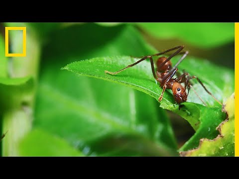 The leafcutter ant, goldsmith of the undergrowth