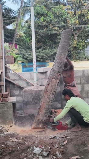 Tree Ending Work ⚔️🤝...#dangerous #hardwork #work #lifestyle #treecutting #viralshorts #ytshorts