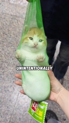 CY 6 Ways You're Hurting Your Cat 😢🐱#animals #shortfeed #funny #science #kitty