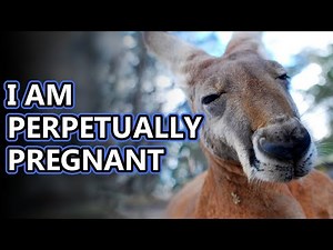 Kangaroo facts: the largest living marsupials | Animal Fact Files