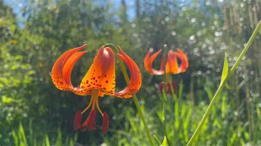 Soil building in wet and difficult areas: Grow food where nothing seems possible