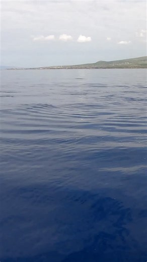 Whale moment with @juliadedmon #fun #life #love #marriage #adventure #hawaii | Chad Dedmon