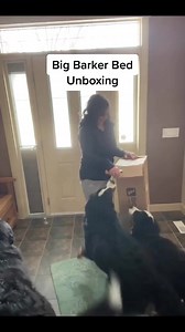 11 reactions | “We received our XL SUV Big Barker Bed and everyone appeared excited for the unboxing.” Finally BIG Dog Beds for BIG SUVS!! ✔️ The Backseat Barker: SUV Edition - The world’s first shock-absorbing car bed. Removable and washable cover. Dirty paws can tell you how important that feature is.”  We are excited for your big dogs to enjoy their car rides on their BIG SUV BED." www.bigbarker.com -- because these pups deserve a REAL bed! | Barker Dog Beds | Facebook