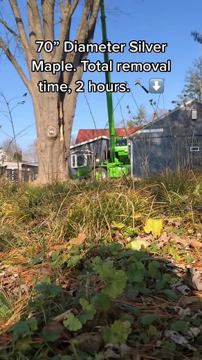 Russell Tree Experts, Columbus Ohio. Tree removal with woodcracker head and Merlo Roto 50.30 #treework #treelife #arborist #treeremoval