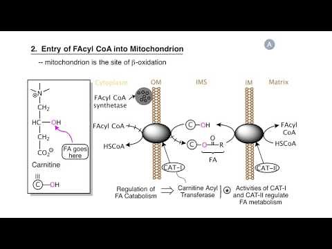 Lipod Catabolism: Fatty Acid Beta-Oxidation