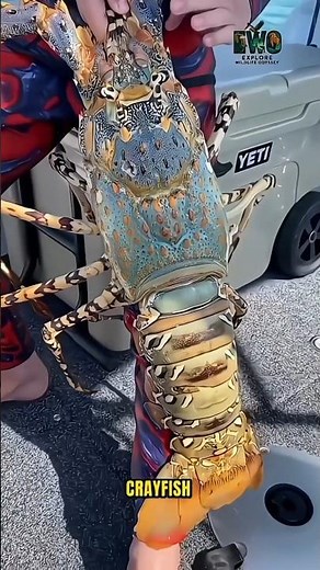 World’s Largest Crayfish – You Won’t Believe the Size. #documentary#usashorts#fyp