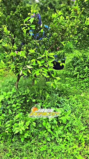 ##javaexpressteam🍊 #javaexpressfarm🐄 @soniirawan @sablon