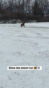 Henry’s jowls are perfection in the snow 😂 #Neapolitanmastiff #snow #doglover #dog | Clutch of Color LLC
