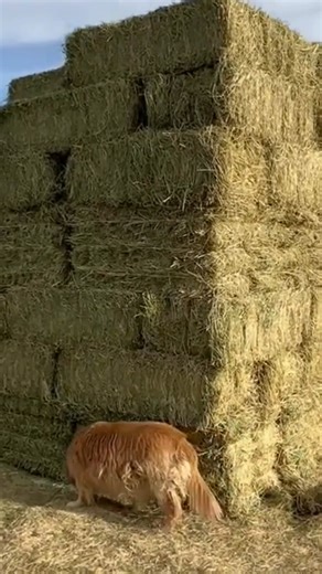 364K views · 3.4K reactions | Stacked my ‘gold’ today—hay prices are wild but the herd’s worth it. 鸞 #hay #farmlife #reelsfbシ #reelsfacebook #reelsvideoシ #reelsfypシ #horselife | The Farm on Route 66 | Facebook