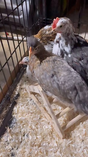 🐣 From baby to toddler life, our chicks are trading in their brooder box for an extra large dog cage. Shh, it’s a top chicken-keeping secret 🤫 The countdown begins for their debut with the big hen league! I am hoping to make that transition happen in September after the hen house settles down a bit 🐓✨ #chickenkeeping #backyardchickens #babychicks #chickencoop #backyardflock #backyardfarm | Gray Cedar Home