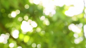 Download Natural backgrounds have blurred backgrounds for free