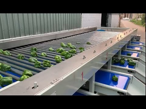 Bell pepper sizer, capsicum sorting machine, pepper grader