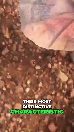 Alien Lizard Camouflage: Unbelievable Skin & Shocking Close-Ups! #shorts