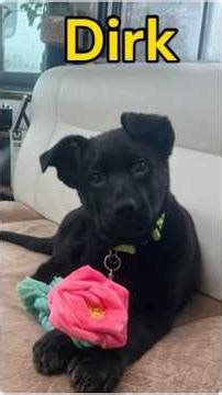 Sheprador puppy Dirk 10 and 11 weeks old