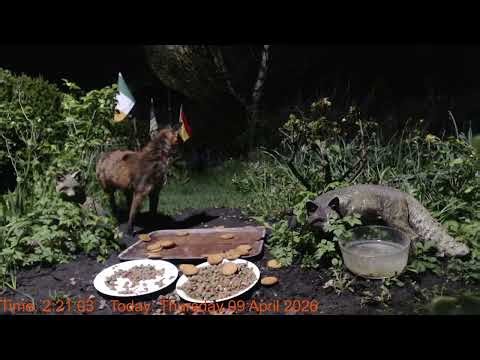 Foxheaven Dublin Ireland Livestream