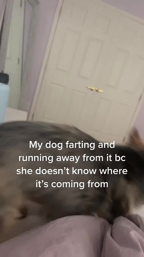 Dog Farting and Running Away - Funny Kid and Dog Moments
