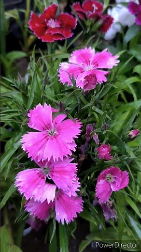 how to grow and care Dianthus flowering plant