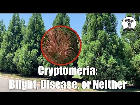 Dead Limbs on Cryptomeria - Blight or Disease?