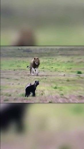 Brutal Clash: Lion Strikes Hyenas and Takes the Young One