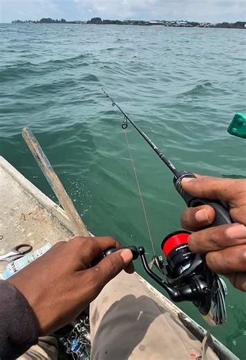Mancing Dasaran dengan Umpan Udang & Kail Sabiki