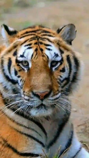 Theamazing world no TikTok