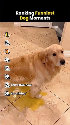 Ranking Funniest Dog Moments #shorts