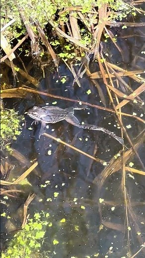 Song of the Wood Frog #nature