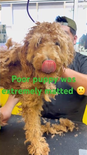 Here’s a before and after of a matted poodle that Daniel groomed today #doggroomingtipsandproducts