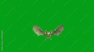 A cute and spooky animated bat flies towards the camera on a green screen background. Perfect for Halloween projects, spooky videos, or any project that needs a touch of whimsy and fright!