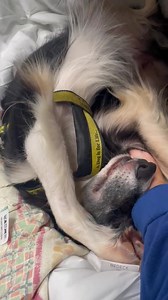 1K views · 165 reactions | Your support means the dogs in our care are able to get love and cuddles. | Dogs Trust Ireland | Facebook