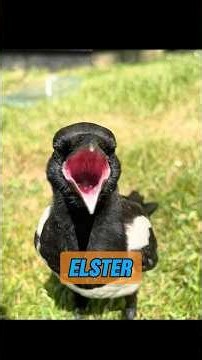 Ist die Elster ein Vogel, der Glück symbolisiert? #heilung #tiere #tiergesundheitscoach #animals