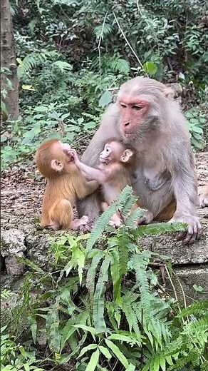 THIS MONKEY MOM IS DIFFERENT, SHE NEVER HITS OTHER BABIES 😭🐒💖