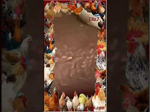 The Most Satisfying Blackhead Removal You'll Ever See! 🤯✨