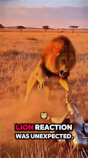 Lion vs Armored Man _ Tourist Records Unbelievable Attack 🦁😱
