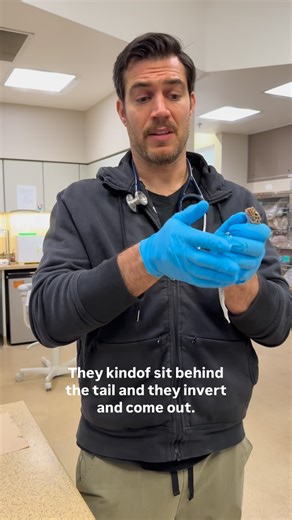 Dr. Evan Antin 🐾 on Instagram: "Heard of hemipenes❓ Did you know that male squamates (aka lizards & snakes) have 2 hemipenes and both are used for reproductive purposes only. Male chelonians (turtles & tortoises) & crocodilians (alligators, crocodiles, gharials & caimans) have a single phallus also used primarily for copulatory purposes. @conejovet"