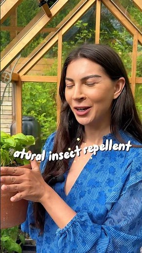 NATURAL insect repellent using JUST BASIL